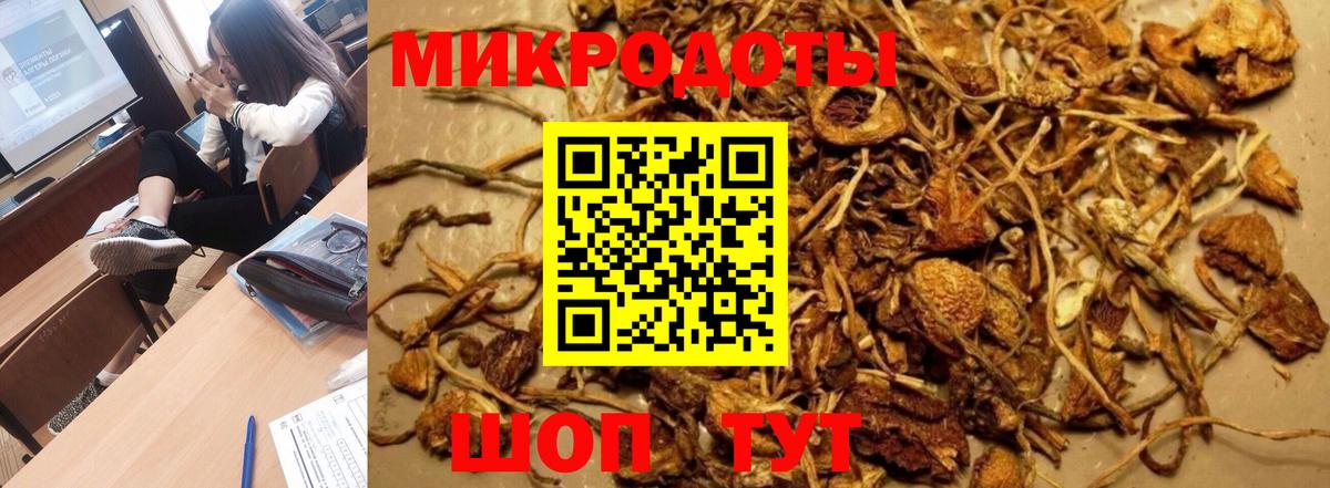 Галлюциногенные грибы Psilocybe Конаково